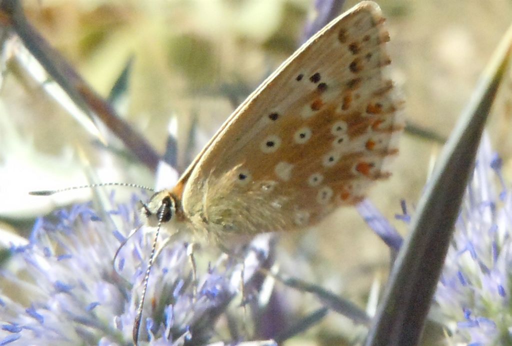 Ancora Polyommatus coridon? - Si